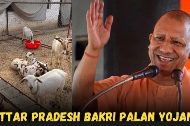 uttar pradesh bakri palan yojana