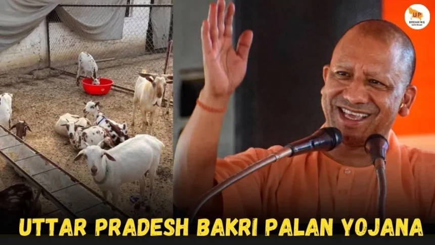 uttar pradesh bakri palan yojana